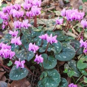 Cyclamen coum gumó eladó