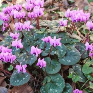 Cyclamen coum gumó eladó