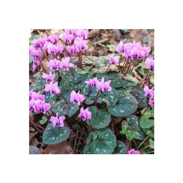 Cyclamen coum gumó eladó