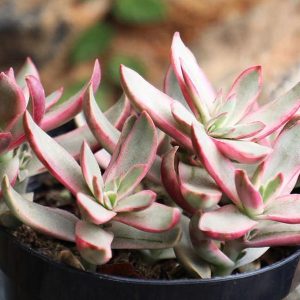 Crassula "Candy Cane" növény