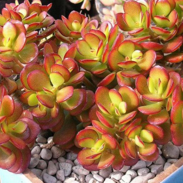 Crassula   ovata minima 'Crosby's compact'