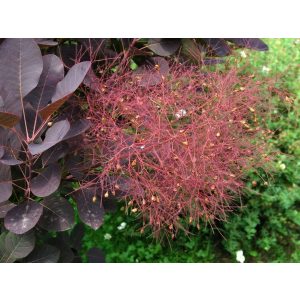 Cotinus coggygria 'Royal Purple'  Vörös levelű cserszömörce