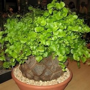 Dioscorea elephantipes 5 mag