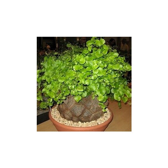 Dioscorea elephantipes 5 mag