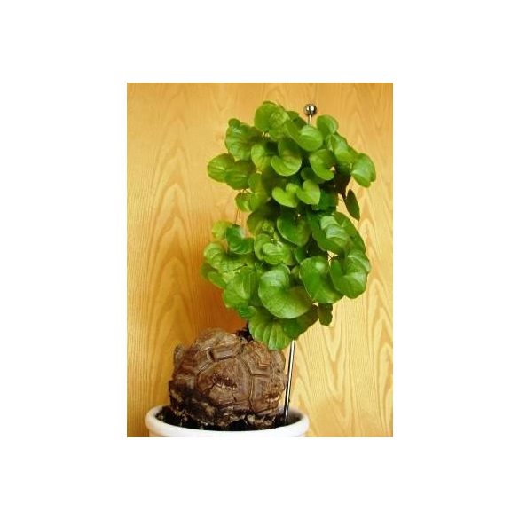 Dioscorea elephantipes 5 mag