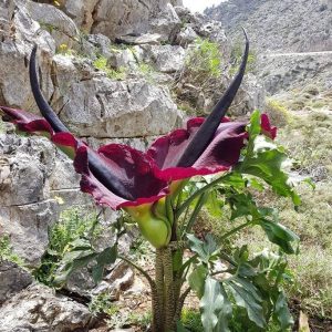 Dracunculus vulgaris 1 hagyma