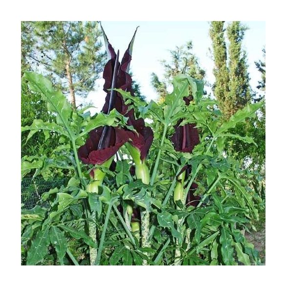 Dracunculus vulgaris 1 hagyma