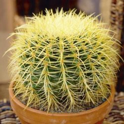 Echinocactus grusonii 10 mag