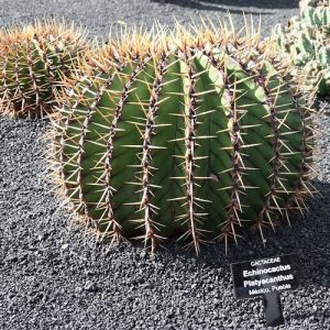 Echinocactus platyacanthus 10 mag