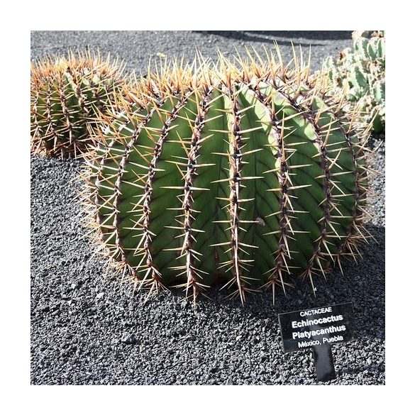 Echinocactus platyacanthus 10 mag