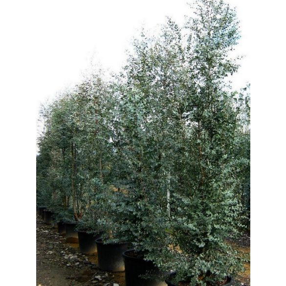 Eucalyptus gunnii konténeres növény
