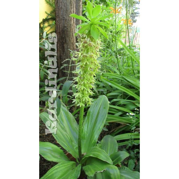 Eucomis bicolor eladó