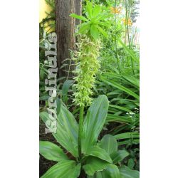 Eucomis bicolor - 1 hagyma