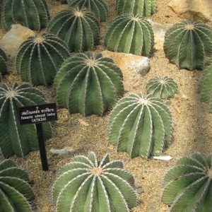 Ferocactus schwarzii 10  mag