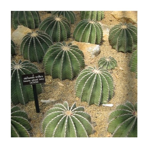 Ferocactus schwarzii 10  mag