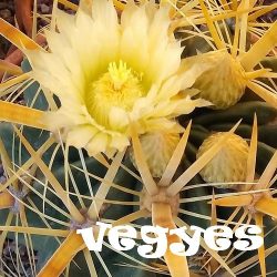 Ferocactus vegyes 15  mag