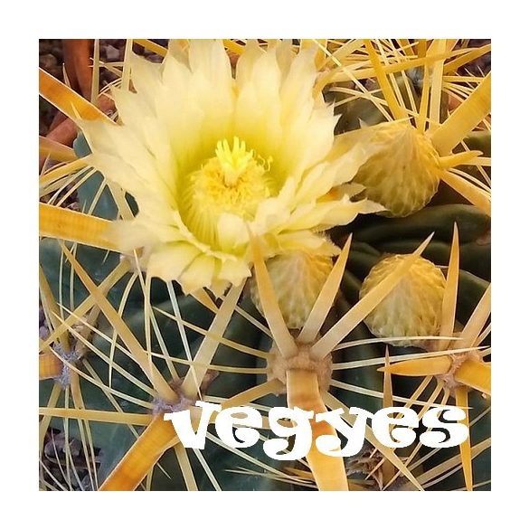 Ferocactus vegyes 15  mag