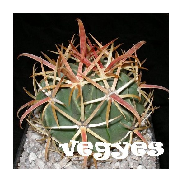 Ferocactus vegyes 15  mag