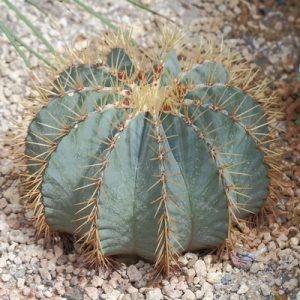 Ferocactus glaucescens 10  mag