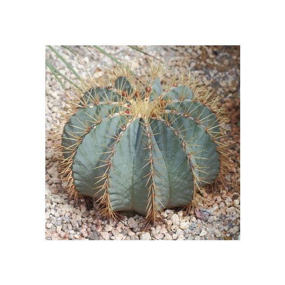 Ferocactus glaucescens 10  mag