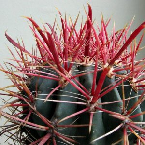 Ferocactus gracilis 10  mag