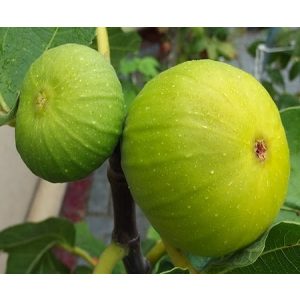 Ficus carica, Zöld Óriás füge