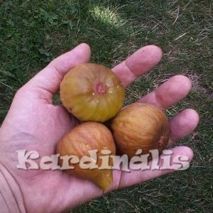 Ficus carica,  füge, füge termés, füge növény eladó