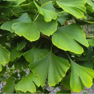 Ginkgo biloba, Páfrányfenyő