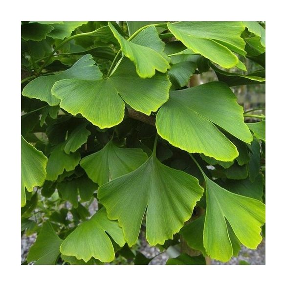 Ginkgo biloba, Páfrányfenyő