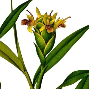 Gyömbér - Zingiber officinale növény