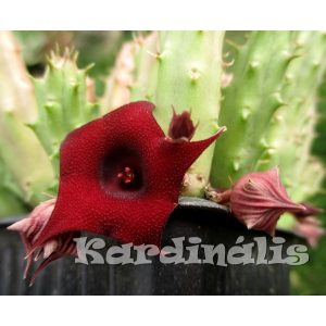 Huernia schneideriana