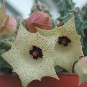 Huernia yemenensis