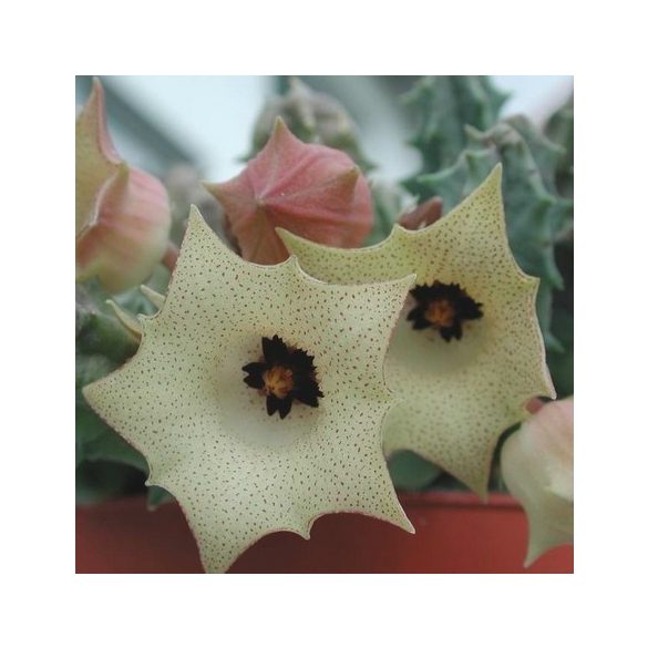 Huernia yemenensis