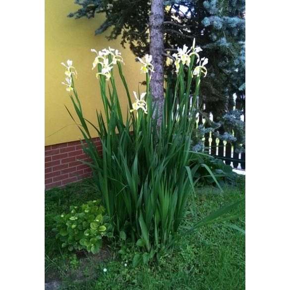 Iris gigantea eladó