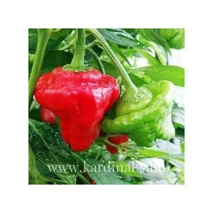 Jamaican Hot red 10 mag Jamaican Hot red 10 mag