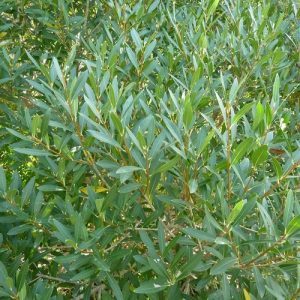 Phillyrea angustifolia, Keskenylevelű olajfagyal