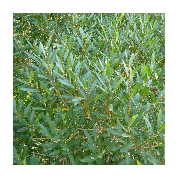 Phillyrea angustifolia, Keskenylevelű olajfagyal