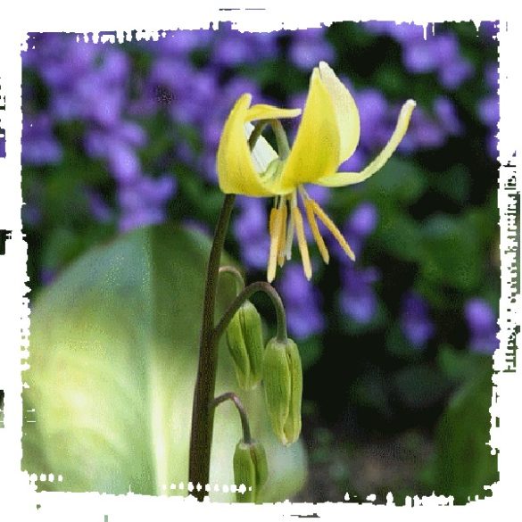 Erythrorium Pagoda Kakasmandinkó 