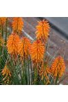 Kniphofia uvaria Poco Orange, cserepes. Kniphofia uvaria Poco Orange, cserepes.