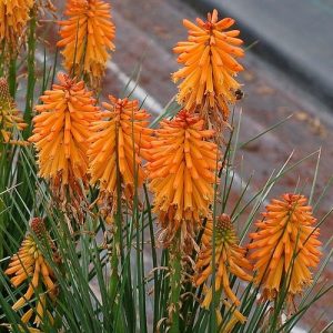 Kniphofia uvaria Poco Orange, cserepes.