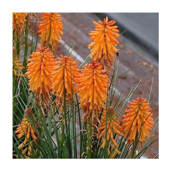 Kniphofia uvaria Poco Orange, cserepes.