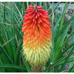 Kniphofia uvaria 