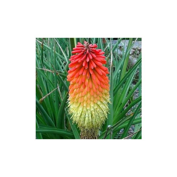 Kniphofia uvaria 