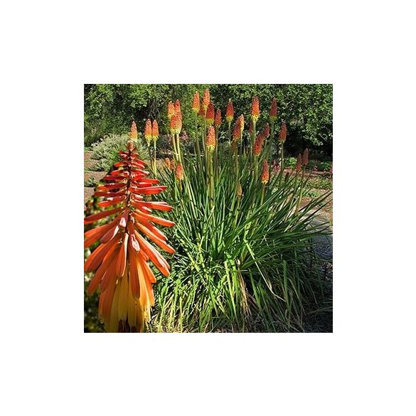 Kniphofia uvaria cserépben