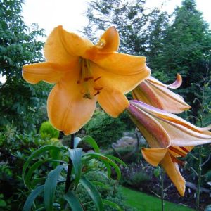 African-Queen-liliom