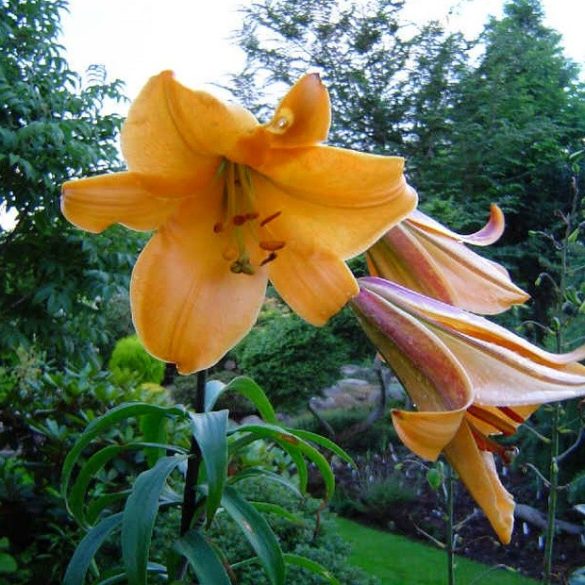 African-Queen-liliom