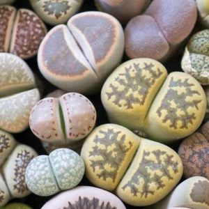 Lithops sp. Kavicsnövény 1 fiatal növény