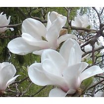   Magnolia 'Alba Superba' Fehér virágú magnolia, liliomfa