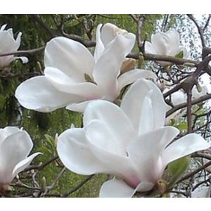 Magnolia 'Alba Superba' Fehér virágú magnolia, liliomfa