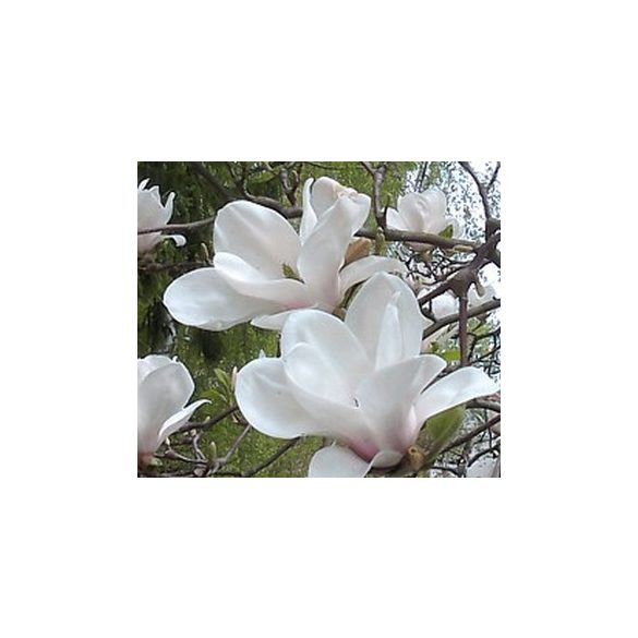 Magnolia 'Alba Superba' Fehér virágú magnolia, liliomfa